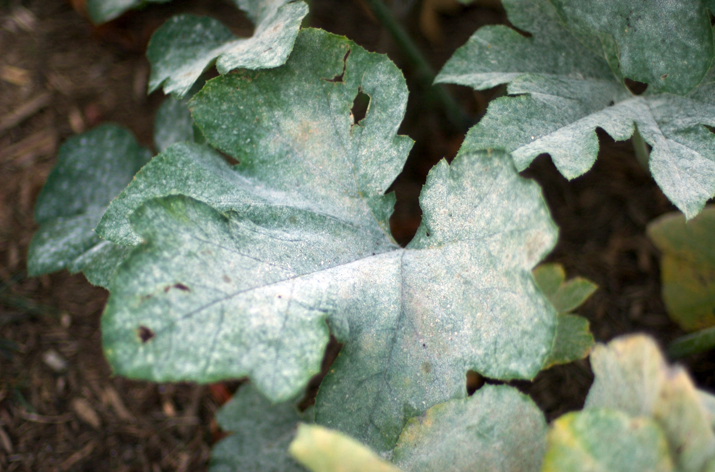 Powdery mildew on pumpkin